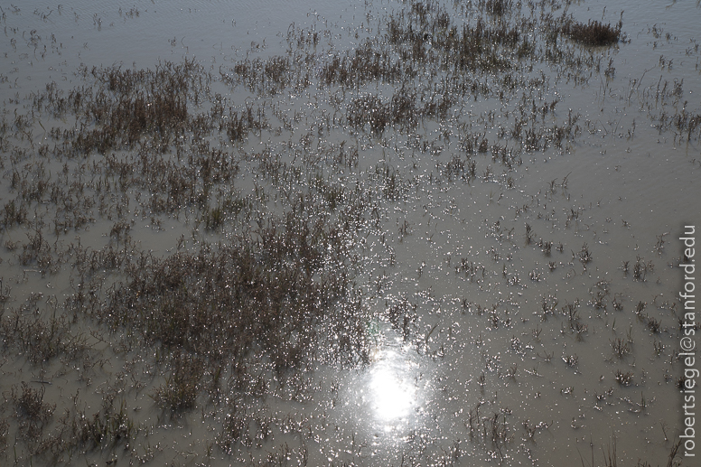 palo alto baylands